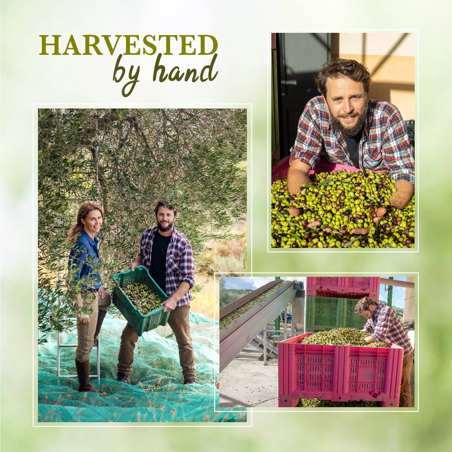 Olio Piro 2024 Harvest | 500ml - olio piro - bluecashew kitchen homestead