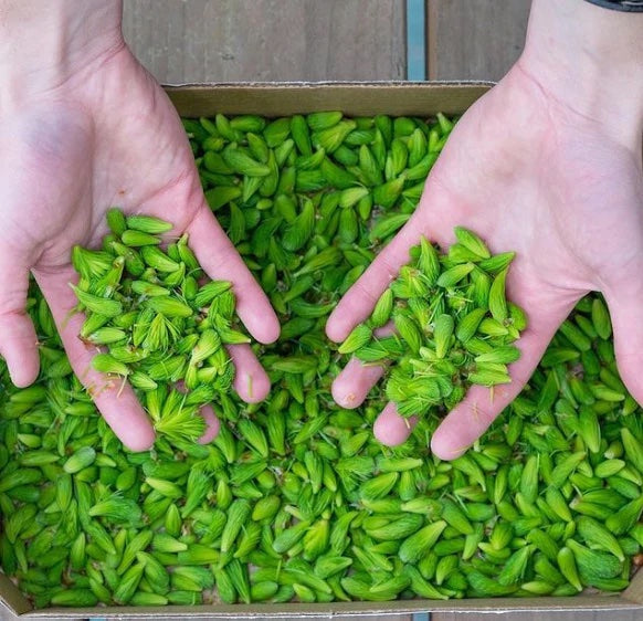Alaskan Spruce Tip Jelly - barnacle foods - Bluecashew Kitchen Homestead