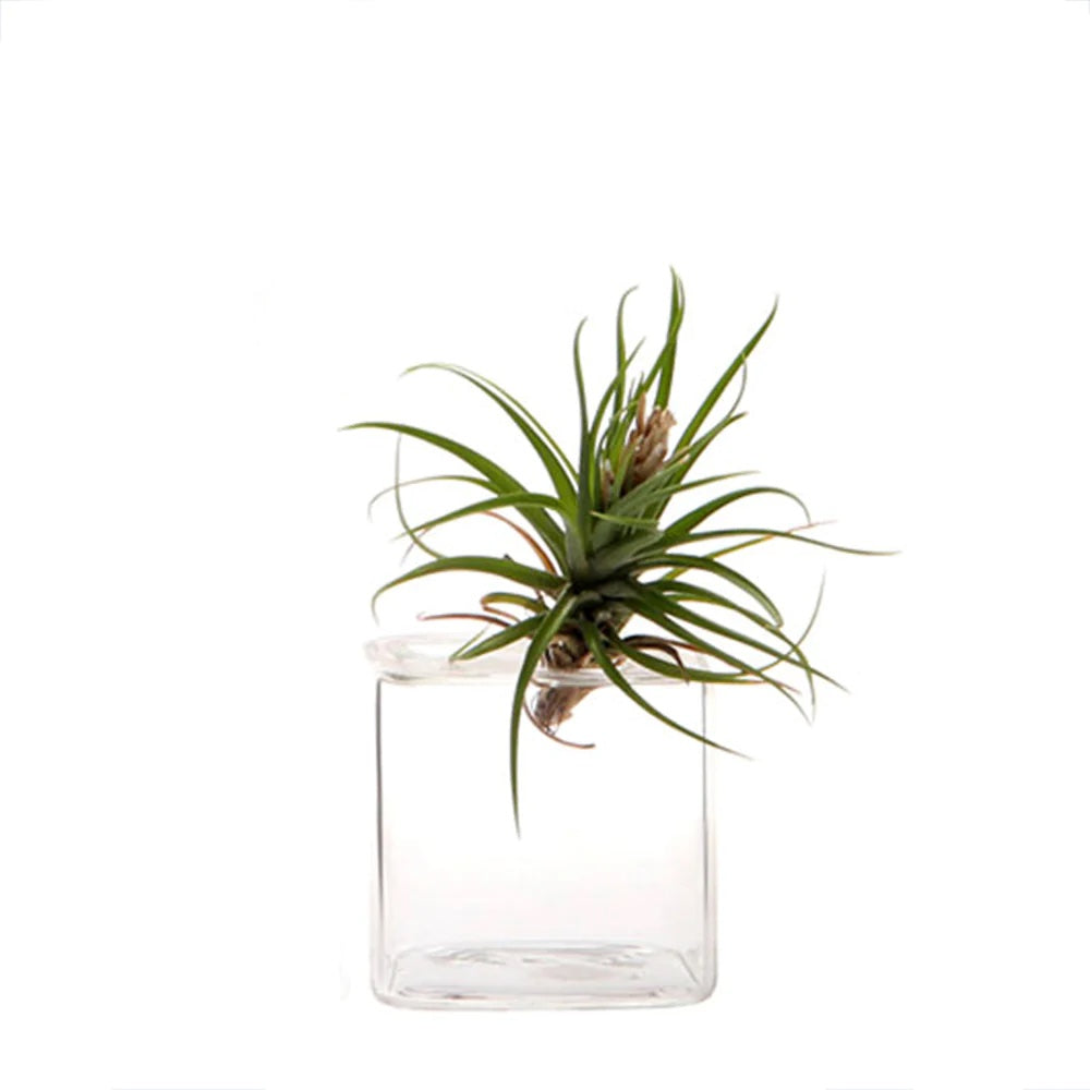 Hudson Cube Vase - Chive - Bluecashew Kitchen Homestead