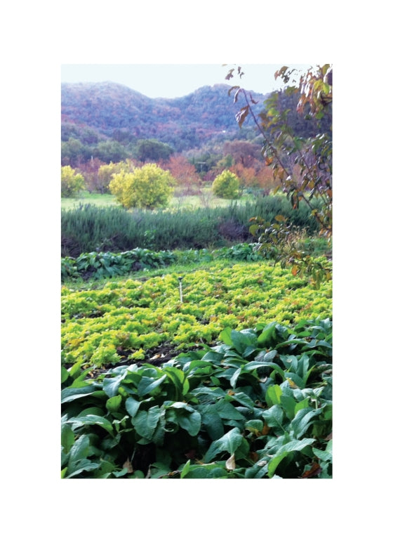 A School Lunch Revolution | by Alice Waters