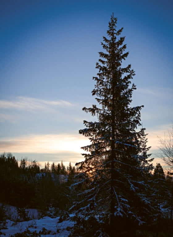 Norwegian Baking through the Seasons | by Nevada Berg - Random House, Inc - Bluecashew Kitchen Homestead