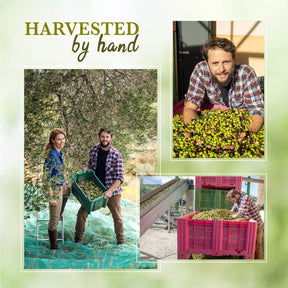 Olio Piro 2024 Harvest |  500ml - olio piro - bluecashew kitchen homestead