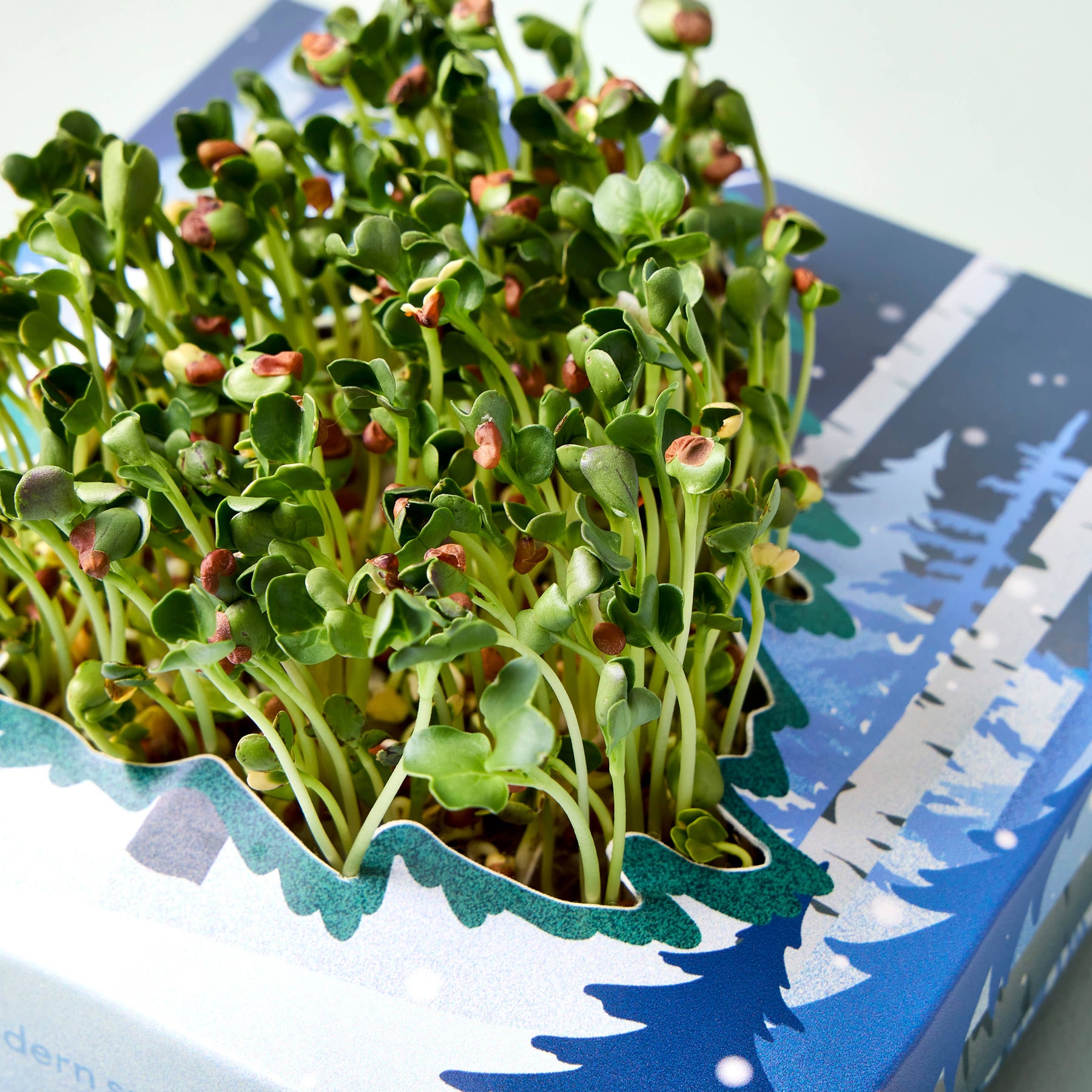Winter Wonderland Microgreens Kit - Modern Sprout - Bluecashew Kitchen Homestead