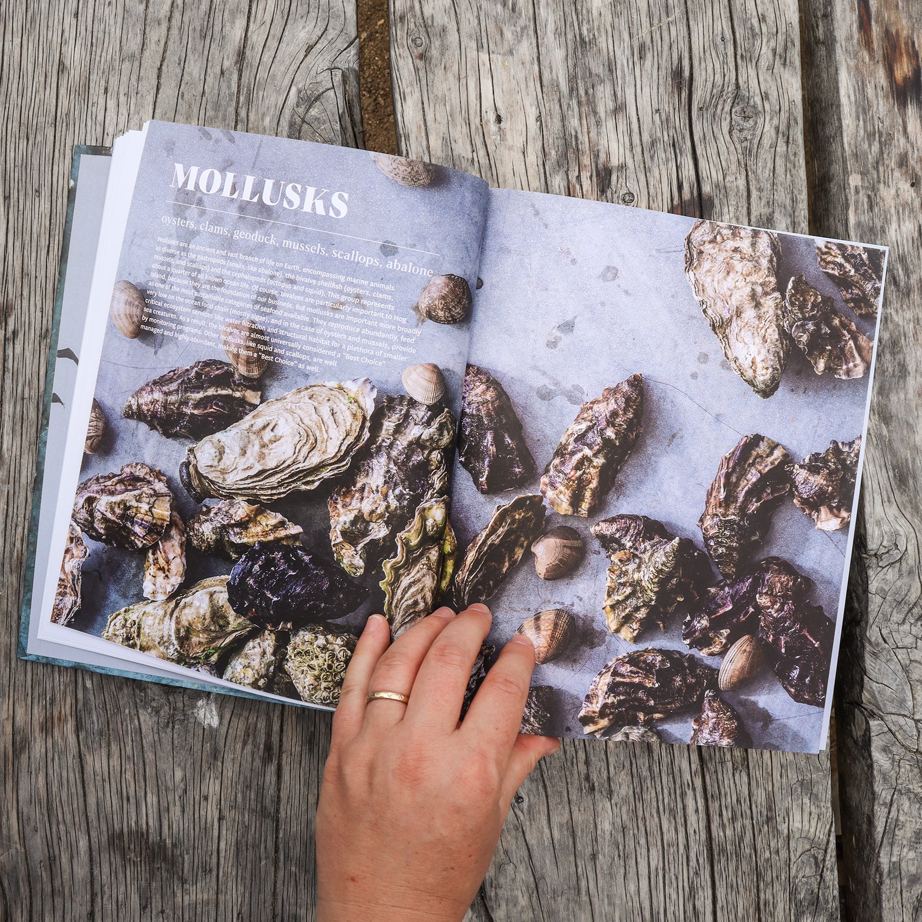 The Hog Island Book of Fish & Seafood | by John Ash - abrams - Bluecashew Kitchen Homestead