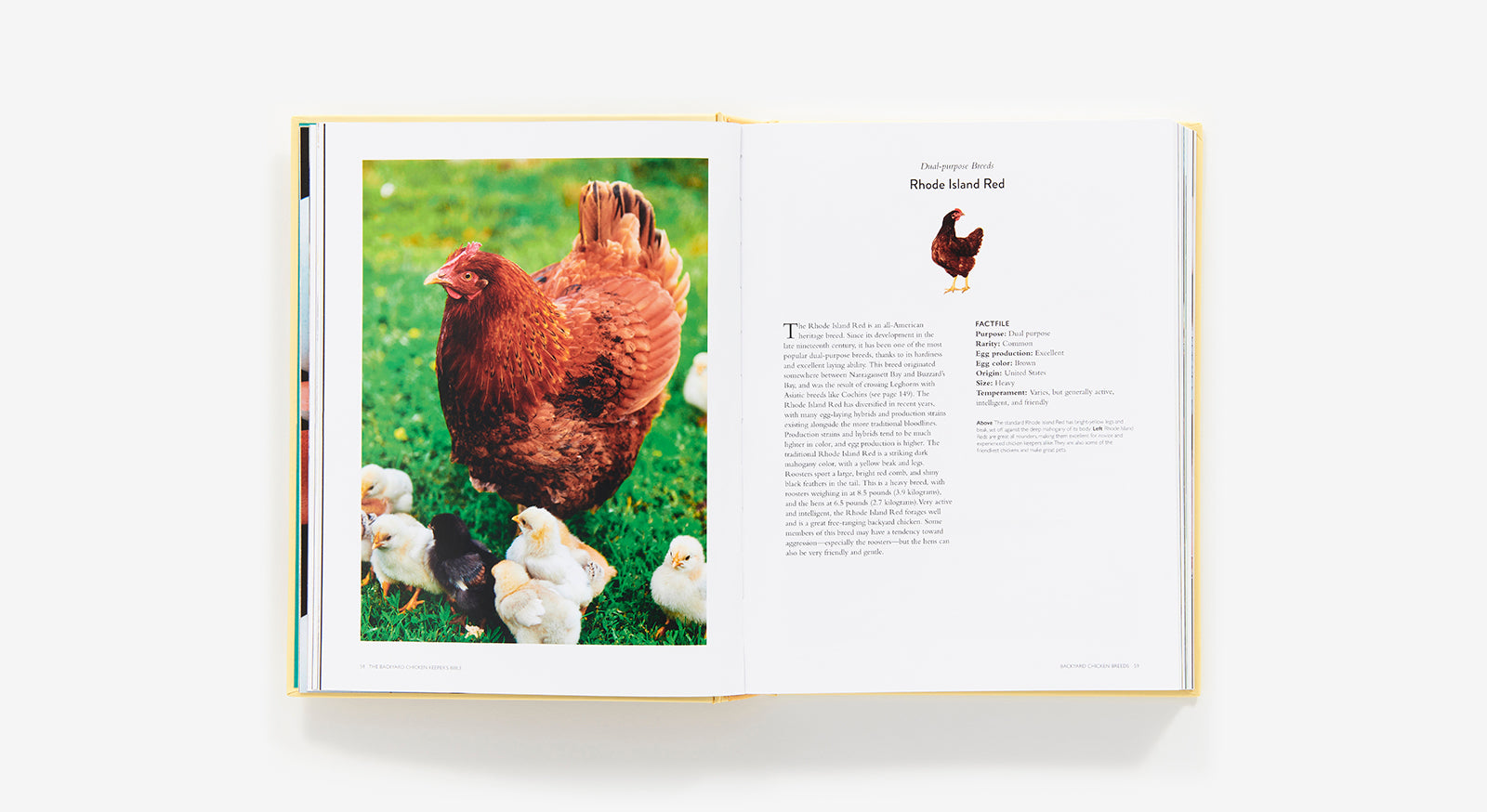 The Backyard Chicken Keeper's Bible | by Jessica Ford, Rachel Federman and Sonya Patel Ellis - abrams - Bluecashew Kitchen Homestead