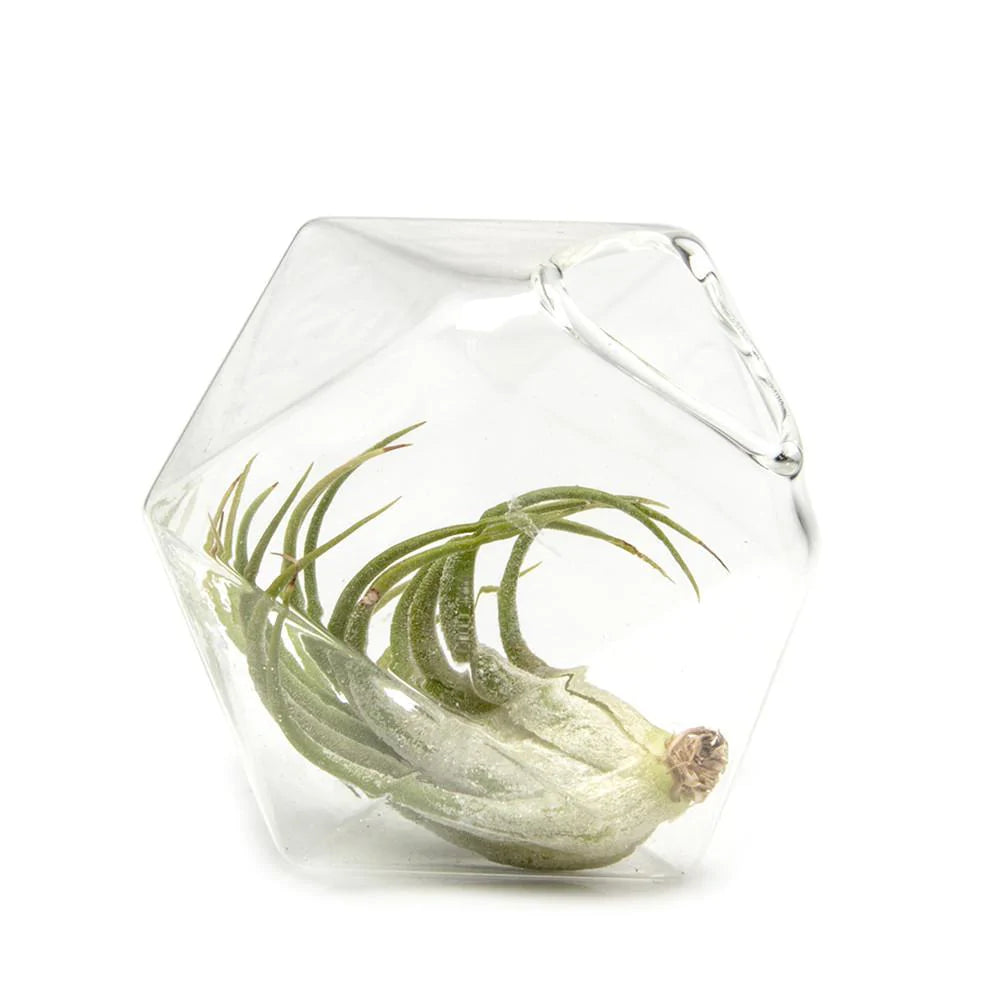 Hudson Crystal Large - Chive - Bluecashew Kitchen Homestead